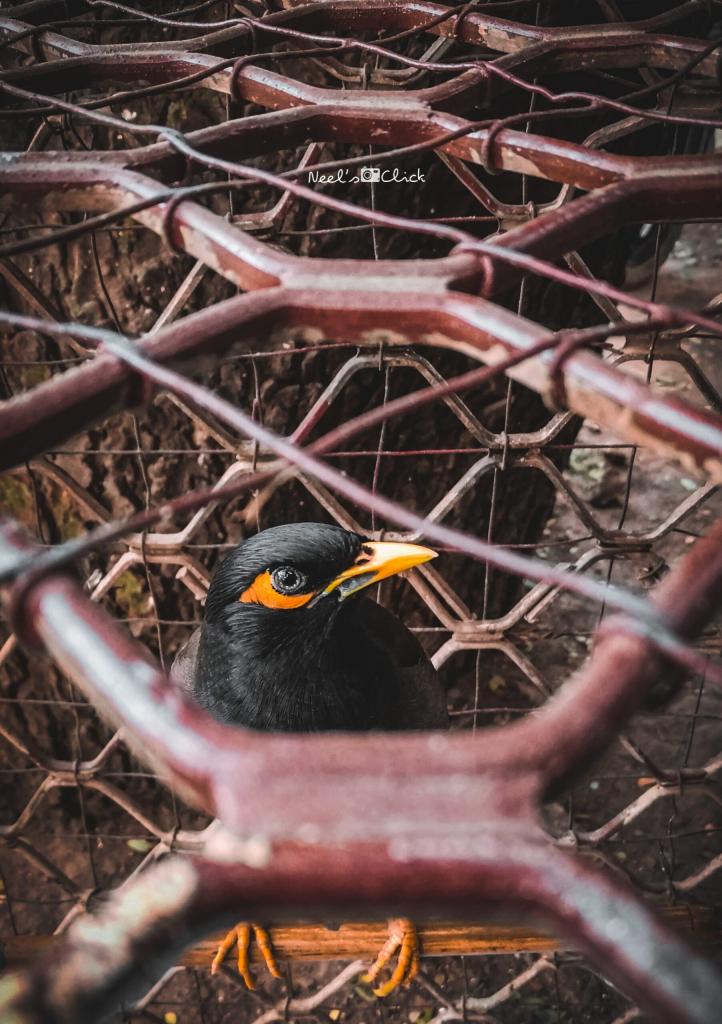 Freedom: A Photo Collection by The Interlude