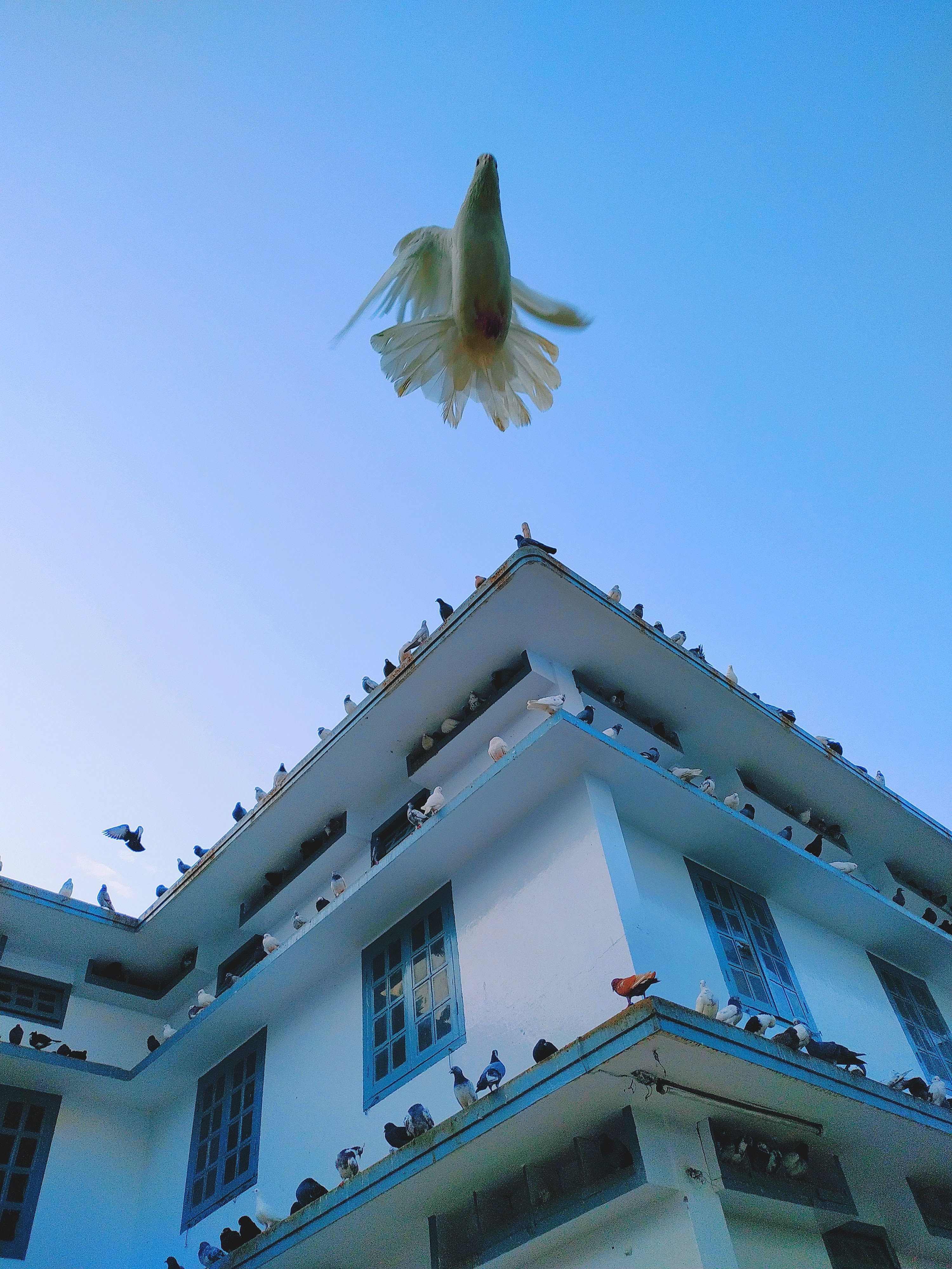 Freedom: A Photo Collection by The Interlude