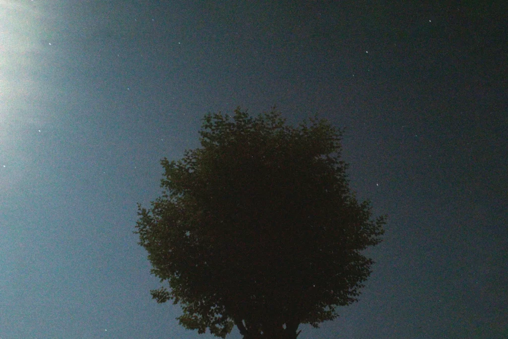 under the moonlight